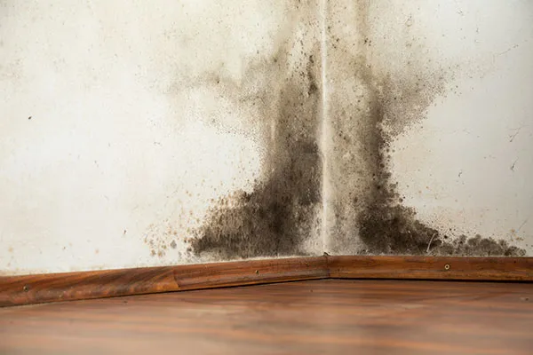 Mold Remediation in Menifee